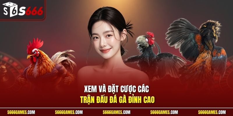 Xem và đặt cược các trận đấu đá gà đỉnh cao